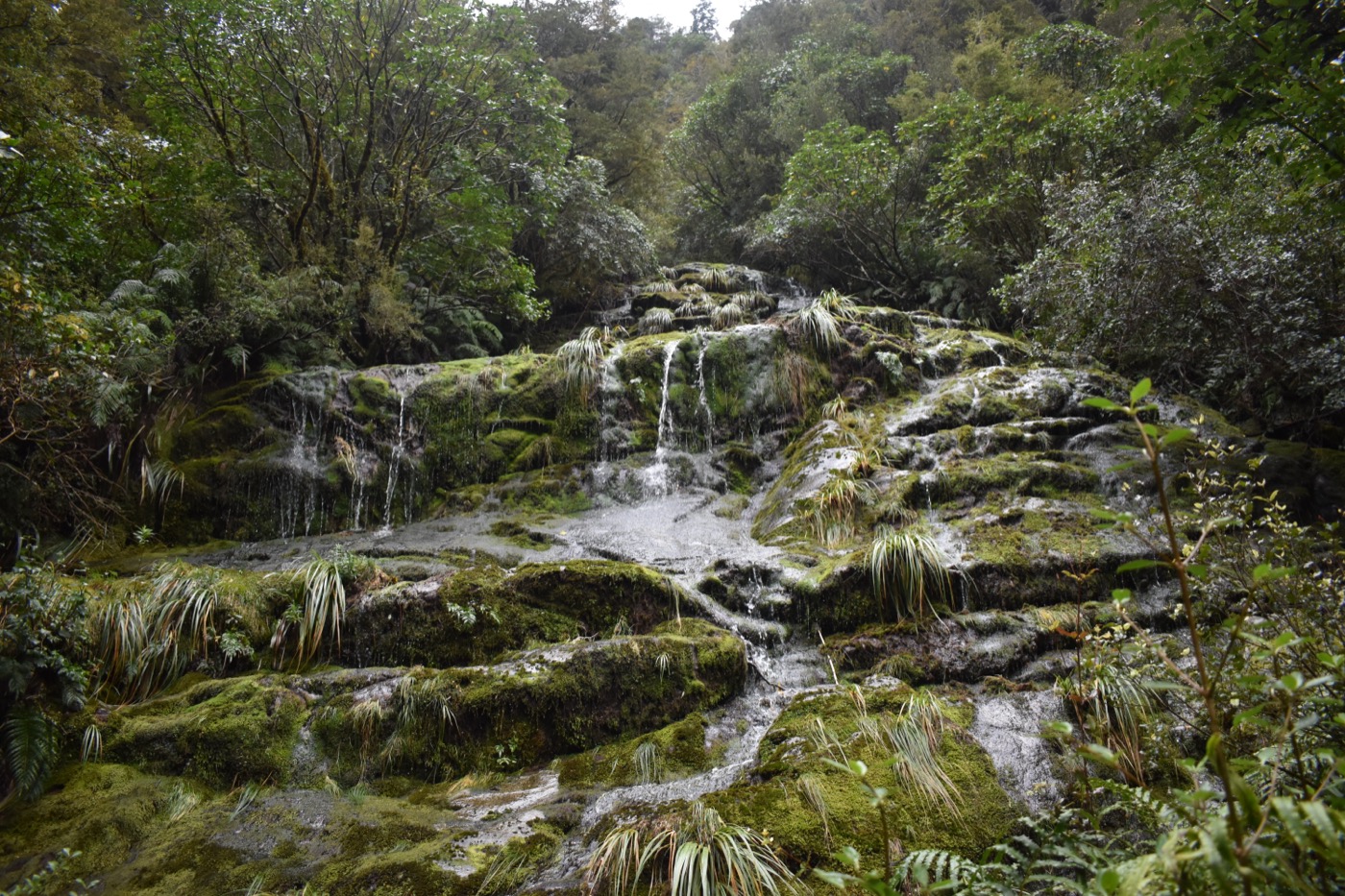 Moss-covered waterfall in native forest